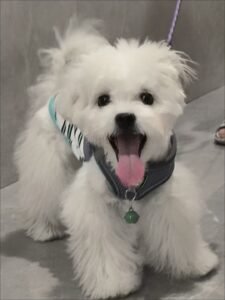 Cozy Bear Stripe Dog Tank Top