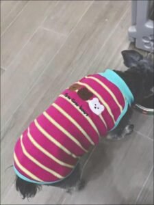 Cozy Bear Stripe Dog Tank Top