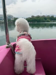 Cozy Bear Stripe Dog Tank Top