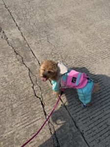 All-Weather Adventure Dog Raincoat