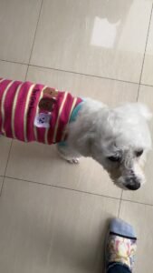 Cozy Bear Stripe Dog Tank Top