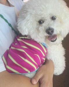 Cozy Bear Stripe Dog Tank Top