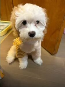 Urban Chic Striped Dog T-Shirt