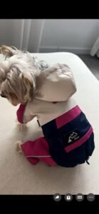 All-Weather Adventure Dog Raincoat