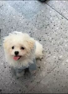 Urban Chic Striped Dog T-Shirt