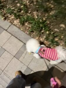 Cozy Bear Stripe Dog Tank Top