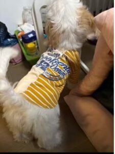 Urban Chic Striped Dog T-Shirt