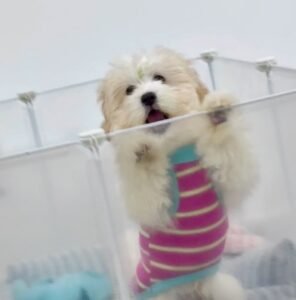 Cozy Bear Stripe Dog Tank Top