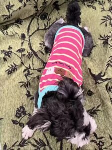 Cozy Bear Stripe Dog Tank Top