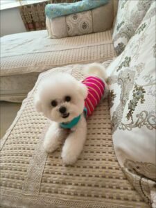 Cozy Bear Stripe Dog Tank Top