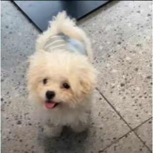 Urban Chic Striped Dog T-Shirt