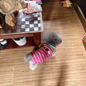 Cozy Bear Stripe Dog Tank Top