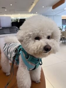 Cozy Bear Stripe Dog Tank Top