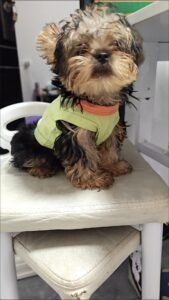 Pet Rabbit Print Shirt