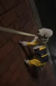 All-Weather Adventure Dog Raincoat