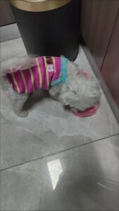 Cozy Bear Stripe Dog Tank Top