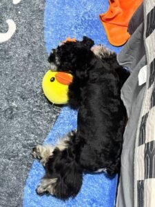 Cozy Bear Stripe Dog Tank Top