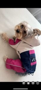 All-Weather Adventure Dog Raincoat