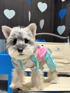 All-Weather Adventure Dog Raincoat