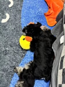 Cozy Bear Stripe Dog Tank Top