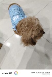 Elegant Lace Bow Dog Dress