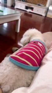 Cozy Bear Stripe Dog Tank Top