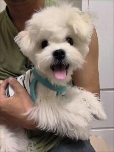 Cozy Bear Stripe Dog Tank Top