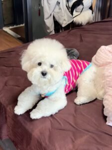 Cozy Bear Stripe Dog Tank Top