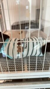 Cozy Bear Stripe Dog Tank Top