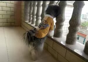 Urban Chic Striped Dog T-Shirt