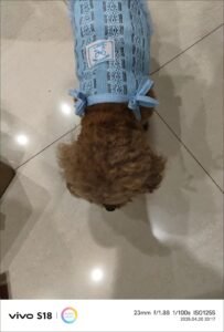 Elegant Lace Bow Dog Dress