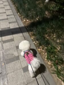 Cozy Bear Stripe Dog Tank Top