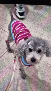 Cozy Bear Stripe Dog Tank Top