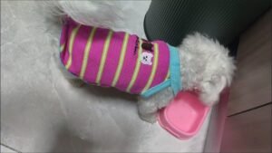 Cozy Bear Stripe Dog Tank Top