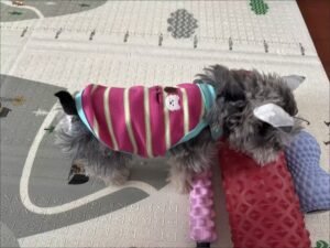 Cozy Bear Stripe Dog Tank Top