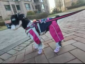 Active Performance Dog Overalls