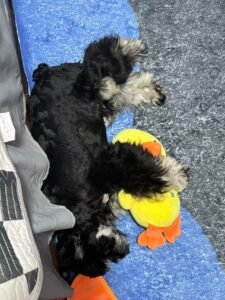 Cozy Bear Stripe Dog Tank Top