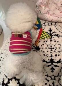 Cozy Bear Stripe Dog Tank Top