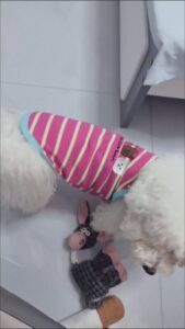 Cozy Bear Stripe Dog Tank Top