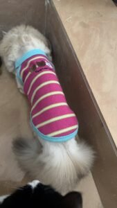 Cozy Bear Stripe Dog Tank Top