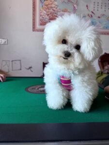 Cozy Bear Stripe Dog Tank Top