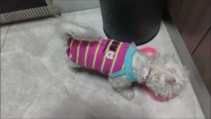 Cozy Bear Stripe Dog Tank Top